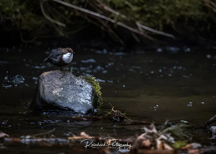 Апартаменты Denkmal An Urlaub